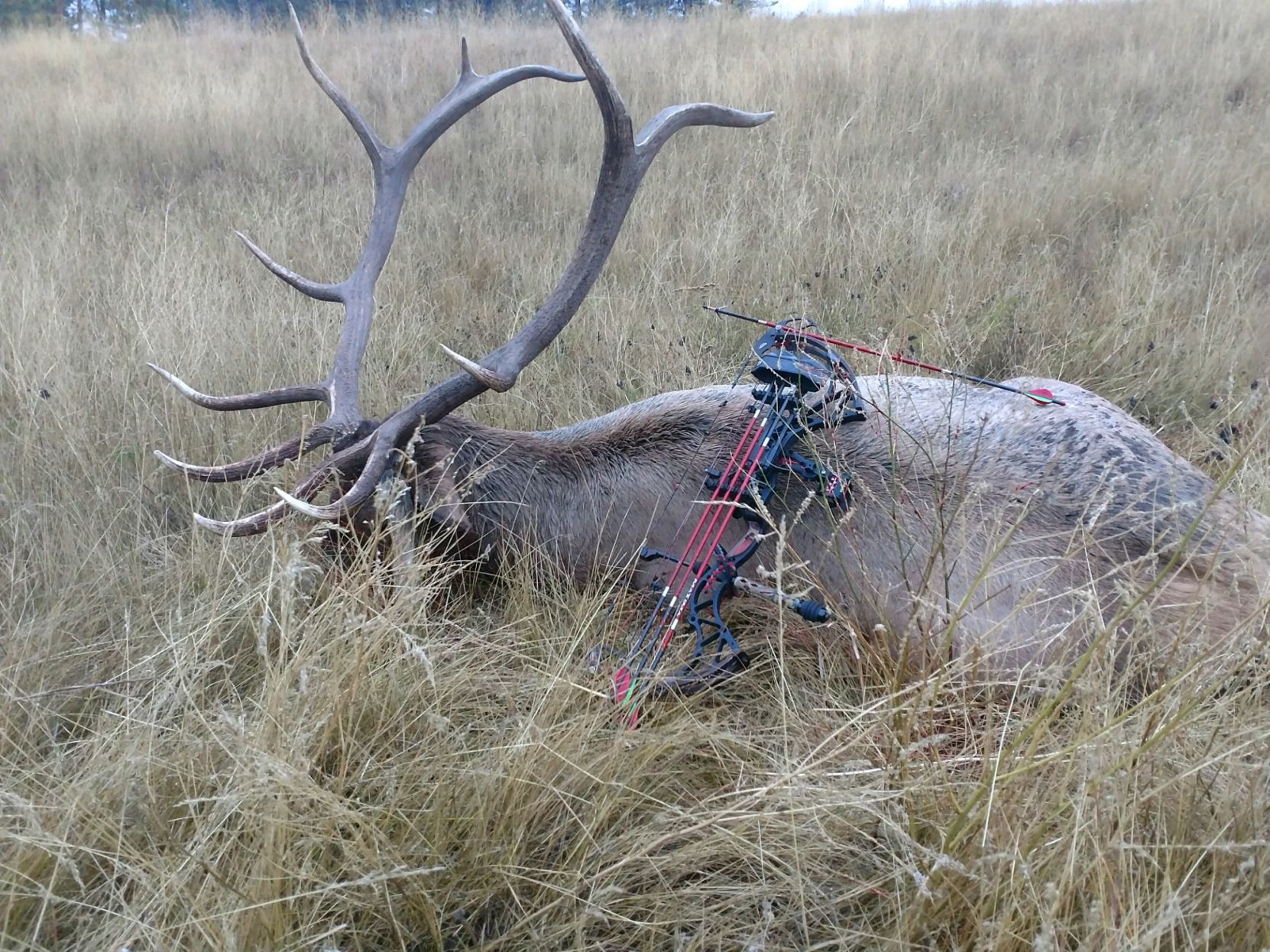 Bull elk at kill site